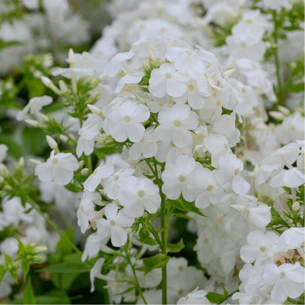 Høstfloks 'David' (Phlox paniculata)